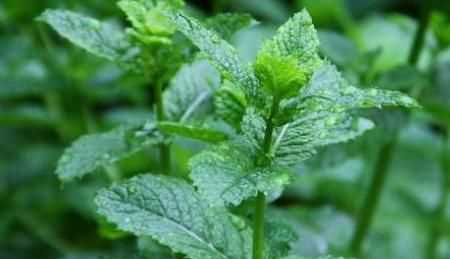 夏季豬圈驅(qū)蚊最佳方法，夏季豬舍驅(qū)蠅方法？圖6