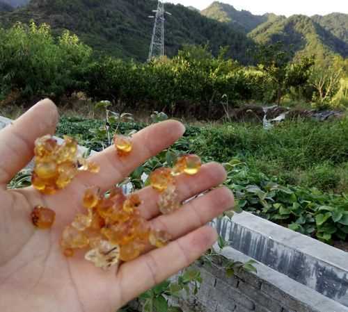 桃膠怎么曬干比較方便