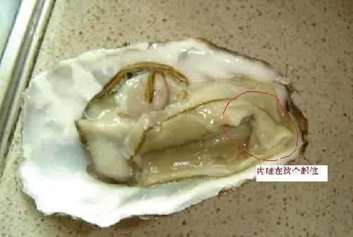 生蠔有內(nèi)臟需要清理嗎