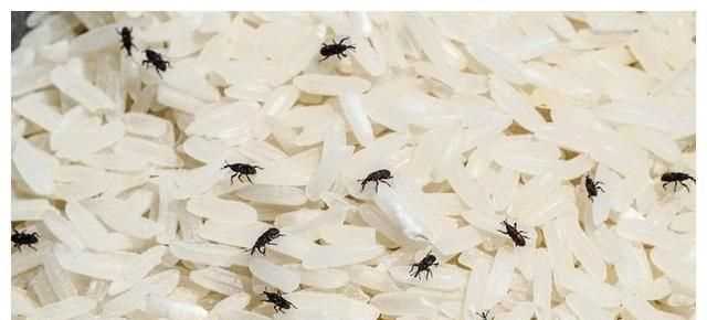 大米生蟲還可以吃嗎?