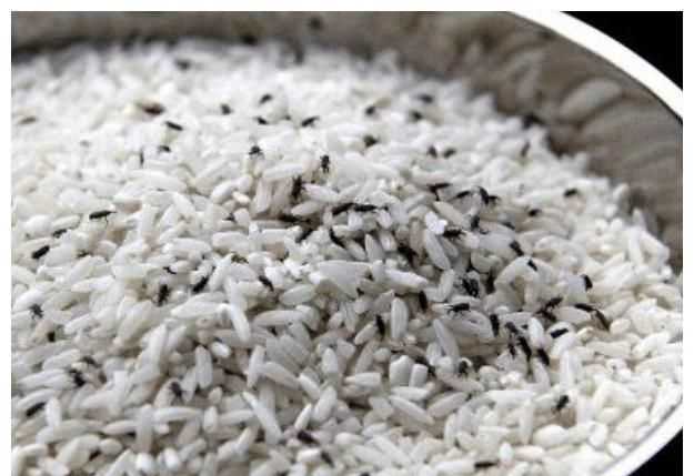 家里大米生蟲了還能吃嗎