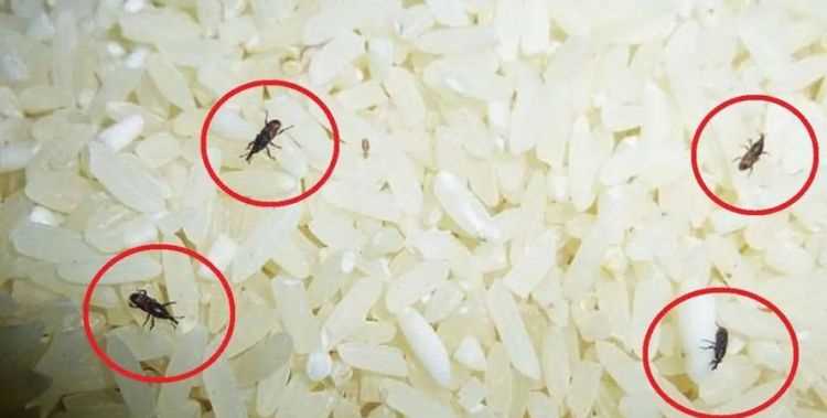 大米生蟲子還能吃嗎