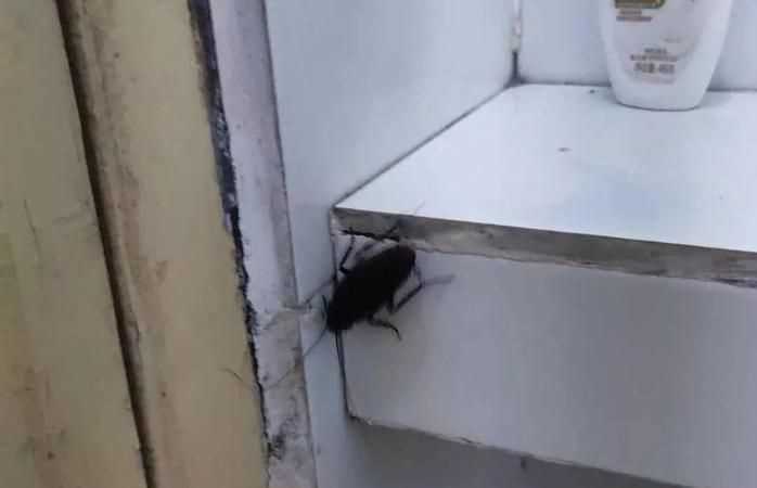 冬天蟑螂怎么不見了