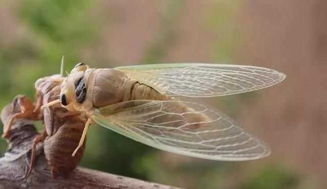 蟬古詩中的緌為什么消失了