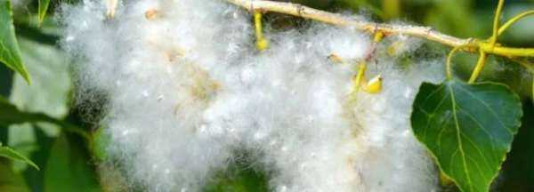 楊絮怎么處理,楊樹上飛舞的楊絮是什么圖4