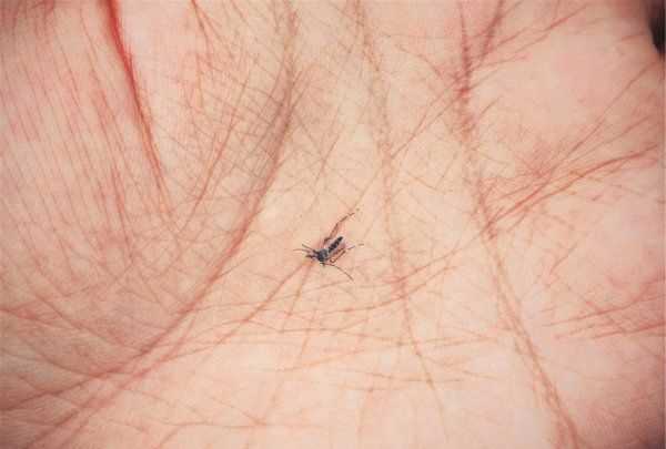 孕婦的臥室如何除蚊子,孕婦可以用哪些來驅(qū)蚊子的 - 百度寶寶知道圖3