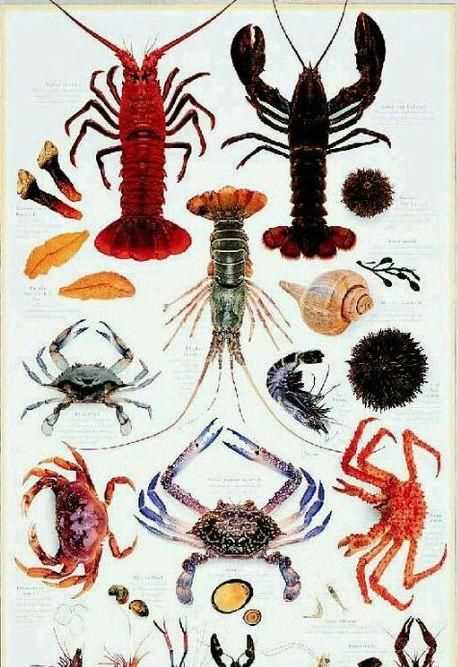 甲殼類動物有哪些