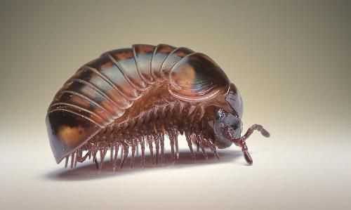 其它類型的甲殼綱動物都有哪些