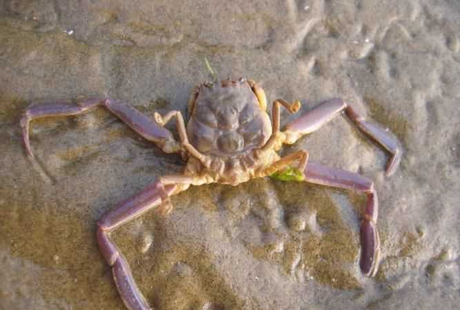 目前已知有多少甲殼綱動物