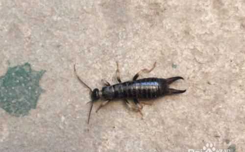 家里有潮蟲怎么辦?一招教你快速趕走