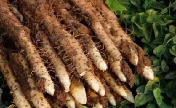 白嘴山藥和鐵棍哪個營養(yǎng)高,小白嘴山藥和鐵棍山藥區(qū)別哪個更適合做月餅圖1