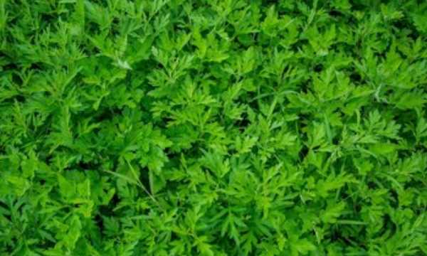 艾葉煮水洗臉的壞處,艾草能天天洗臉嗎圖5