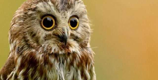 貓頭鷹是國家的幾級保護動物呢
