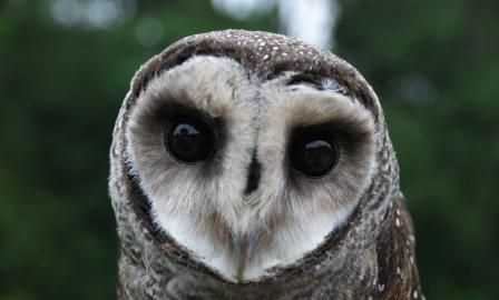 貓頭鷹是幾級保衛(wèi)動物