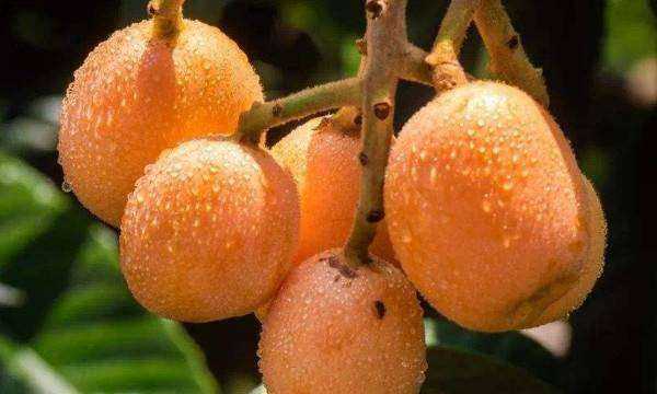 枇杷幾月份成熟,枇杷幾月成熟圖2