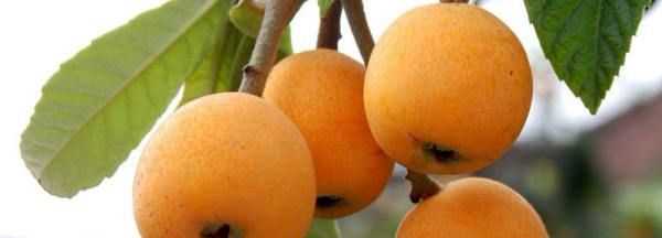 枇杷幾月份成熟,枇杷幾月成熟圖5