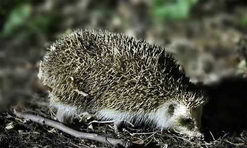 刺猬不冬眠會死嗎