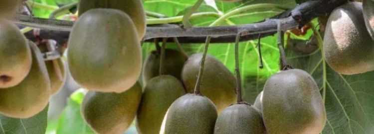 和田玉獼猴桃和碧玉的區(qū)別