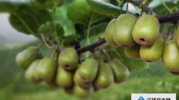 最頂級的獼猴桃品種