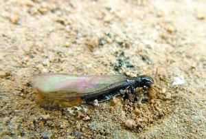 漲水蛾飛到家里的處理方法