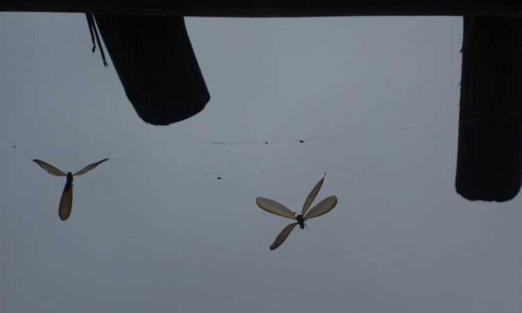 喜歡燈光跑在家里還會(huì)掉落翅膀的蟲子