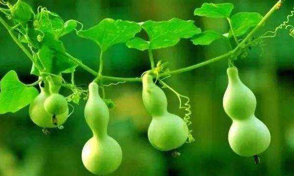 葫蘆代表什么寓意,葫蘆的寓意和象征圖9