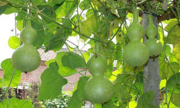 葫蘆代表什么寓意,葫蘆的寓意和象征圖11