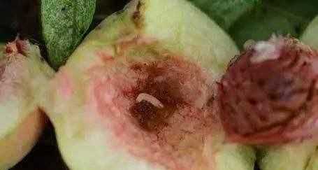 蛀蟲的蛀跟什么有關(guān),蛀是什么意思圖2