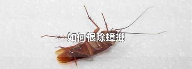 家里有蟑螂怎么能徹底消滅?