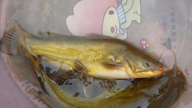 研究黃顙魚(yú)的意義和價(jià)值