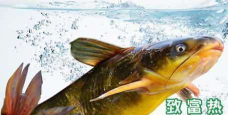 黃骨魚(yú)的營(yíng)養(yǎng)價(jià)值及功效