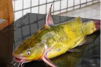 黃骨魚(yú)功效作用