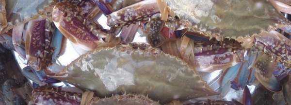 梭子蟹是海蟹,梭子蟹有沒有蟹黃圖1