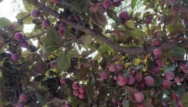 紫葉李的果子能吃么