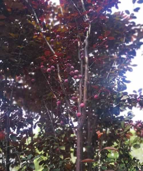 紫葉李果實(shí)能吃么