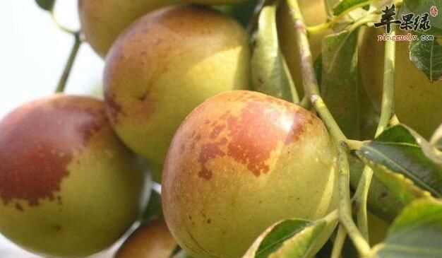 冬棗裂開(kāi)是泡藥了么