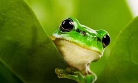 從動(dòng)物身上得到啟示的發(fā)明有哪些,人類從哪些動(dòng)物受到啟發(fā)發(fā)明了什么?圖4