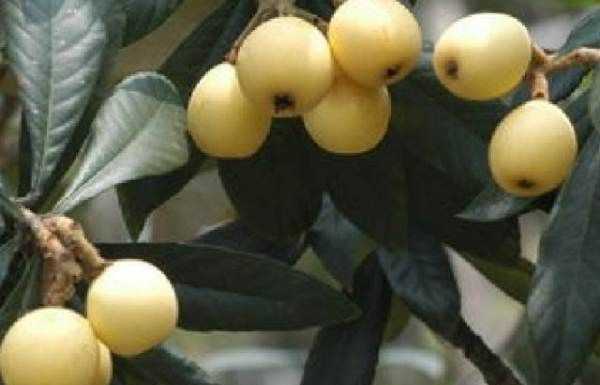 東山白玉枇杷的特點(diǎn),蘇州東山白玉枇杷蜜好喝嗎圖4