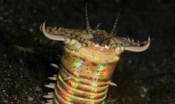 博比特蟲(chóng)有毒,博比特蟲(chóng)有毒嗎圖3