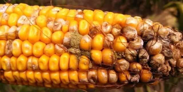 黃曲霉素要怎樣才能消除