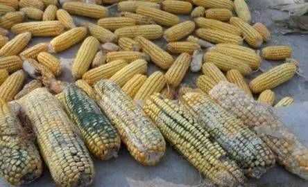 黃曲霉素怎么去除,怎樣消除黃曲霉素的毒性