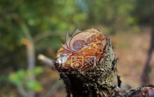 松樹油怎么才能洗掉