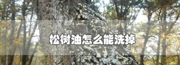 松樹油干了怎么能洗掉,松樹油怎么才能洗掉圖2