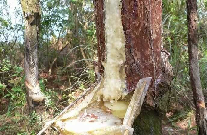 松樹膠水用什么可以洗掉