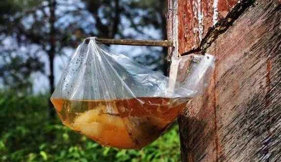 松樹油干了怎么能洗掉,松樹油怎么才能洗掉圖4