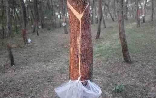 松樹油干了怎么能洗掉,松樹油怎么才能洗掉圖5