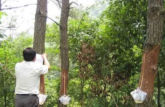 松樹油干了怎么能洗掉,松樹油怎么才能洗掉圖6