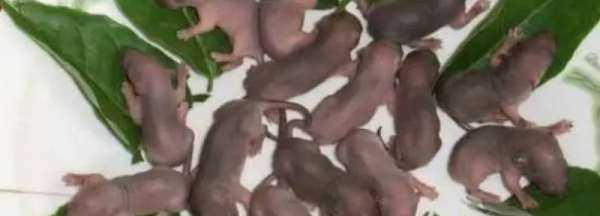 三叫菜是什么,三叫菜是什么菜圖1