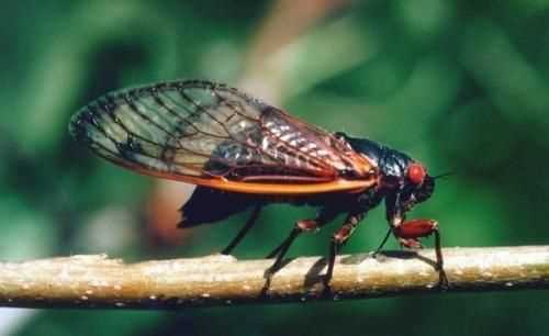 法布爾蟬的生活習(xí)性