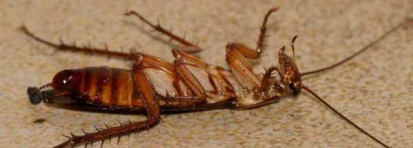 75度酒精能殺死蟑螂,75度酒精可以殺蟑螂嗎圖1